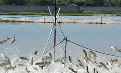 魚塘監控安裝過程中，應該選擇紅外攝像頭還是全彩攝像頭