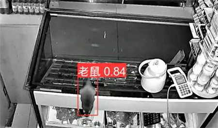 AI視頻監控能拍到老鼠？老鼠監控算法說可以